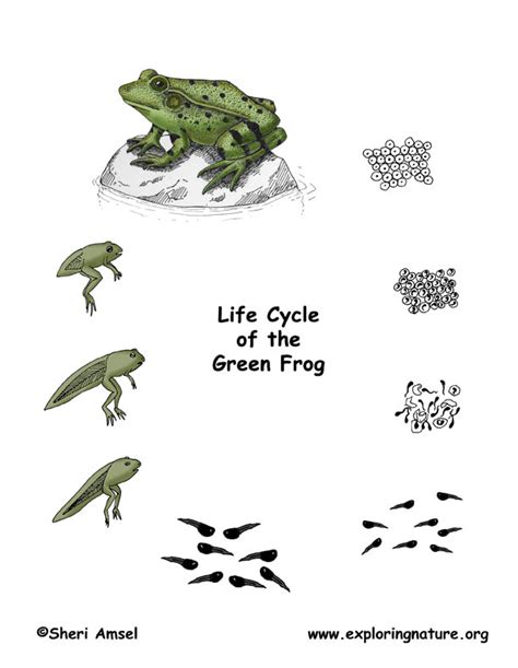 Frog (Green) Life Cycle