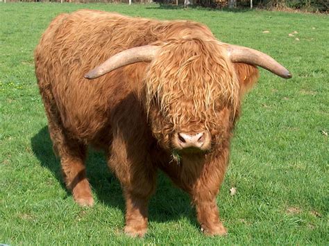 File:Cow highland cattle mirrored.jpg - Wikipedia