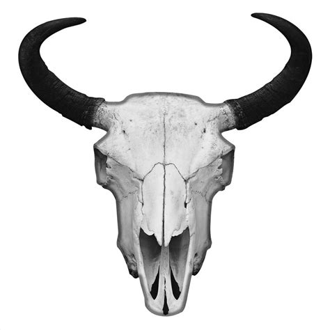 Foundry Select Bison Skull Wall Décor | Wayfair