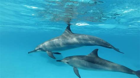 "Clymene Dolphin" Images – Browse 323 Stock Photos, Vectors, and Video | Adobe Stock