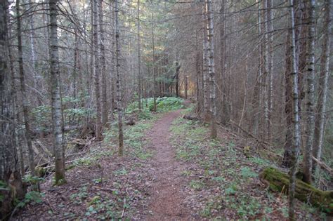 Van Riper State Park Wooded Hiking Trail - Travel the Mitten