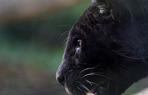 Super-Rare African Black Leopard Photographed After Years of Eluding ...