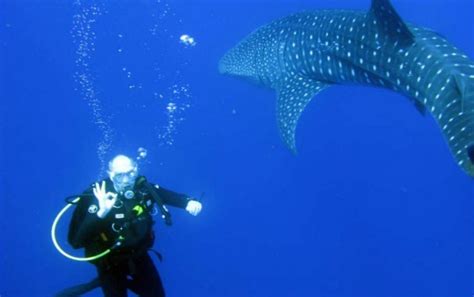 Scuba Dive with Whale Sharks - Placencia | Project Expedition