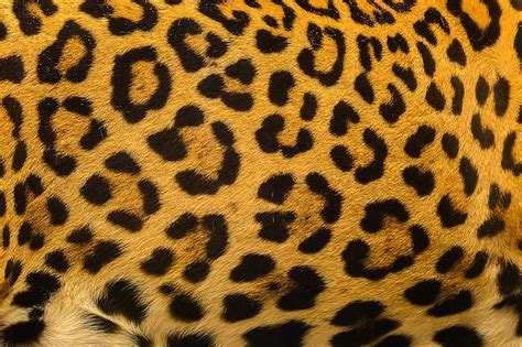 HD wallpaper: background, leopard, skin, fur, texture | Wallpaper Flare