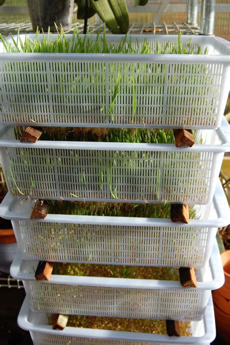 Diy Sprouting Tray / How To Grow Sprouts The Easy Way : Planting seed trays for your winter ...