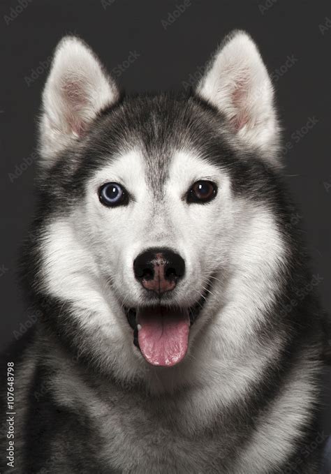 Are Siberian Husky With Brown Eyes