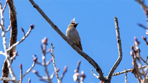 Bohemian Waxwing3 – My Photography