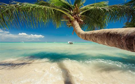 nature, Landscape, Caribbean, Sea, Palm Trees, Beach, Tropical, Summer ...