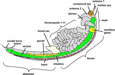 Artemia: A Model Specimen for Educational Microscopy Projects in ...