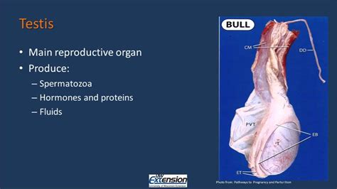 Bull Reproductive Anatomy - YouTube