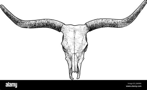 Bull Skull Drawing