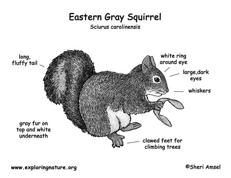 Squirrel (Eastern Gray)