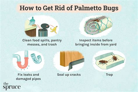 How to Get Rid of Palmetto Bugs