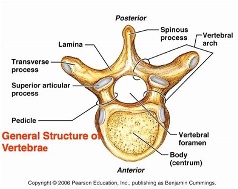 Thoracic vertebrae diagram