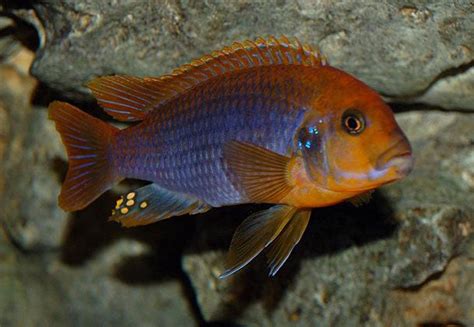 Rusty Cichlid, Iodotropheus sprengerae – Tampa Bay Cichlids