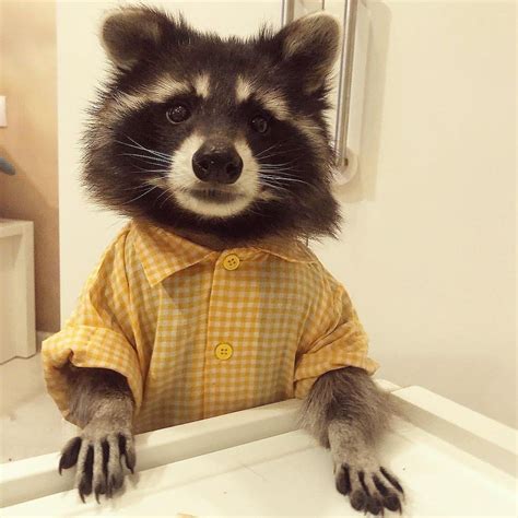 🦝 on Instagram: “looking good Rocky Raccoon! - - (Follow us for more ...