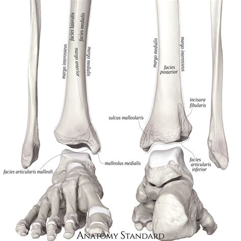 Anatomy Standard - Drawing Distal tibia : anterior and posterior view ...