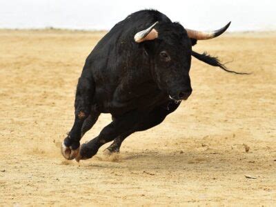 National animal of Spain - Bull | Symbol Hunt