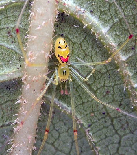 Happyface_spider | An endemic spider of Hawaiian forests, ca… | Flickr