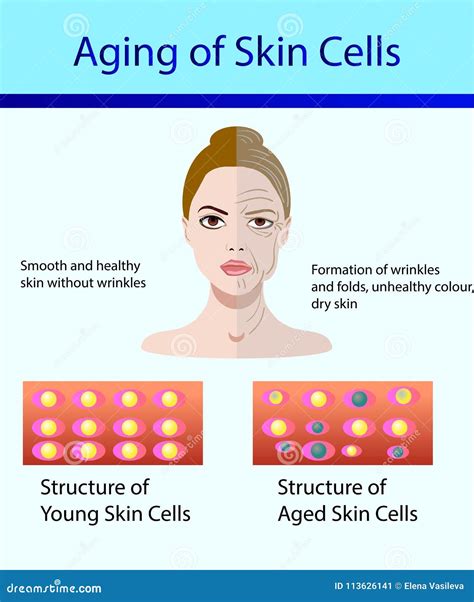 Skin Cell Types