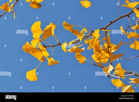 Ginkgo branch with leaves hi-res stock photography and images - Alamy