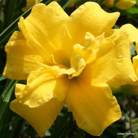 YELLOW BOUQUET - Oakes Daylilies