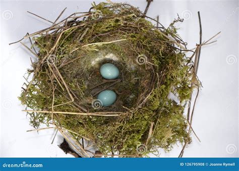 Dunnock Bird Nest and Blue Eggs Stock Photo - Image of wildlife, wild: 126795908