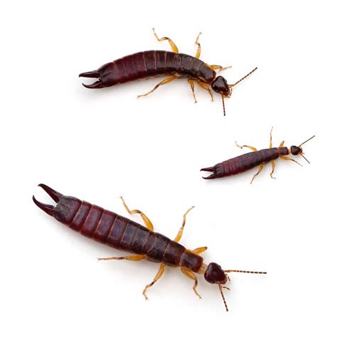 Earwigs...Pincher Bugs? Which is it already? - How To Pest