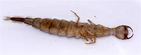 Dytiscidae Larvae