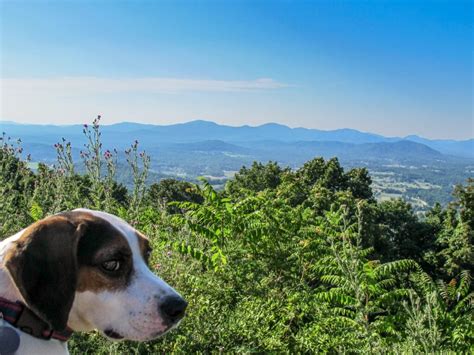 The 12 Most Dog Friendly National Parks For 2022 - National Park Obsessed