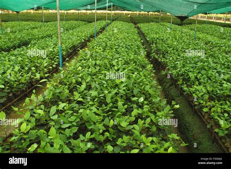 tea factory, tea nursery, tea garden, Dispur, Guwahati, Assam, India ...