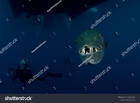 256 Barracuda Teeth Stock Photos, Images & Photography | Shutterstock