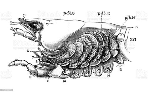 Astacus Astacus The European Crayfish Noble Crayfish Or Broadfingered Crayfish Anatomy Stock ...