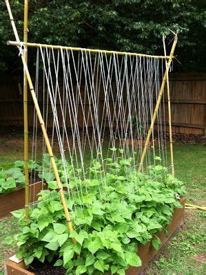 Sugarsnap pea trellis. Sugar snap peas, 2 ft by 5 #vegetablegardening ...