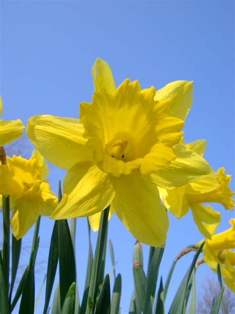Free Stock photo of Bright yellow daffodils | Photoeverywhere