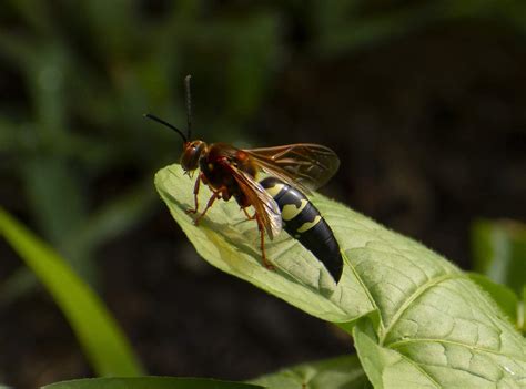 Are Cicada Killers Dangerous? - Green Giant Home & Commercial