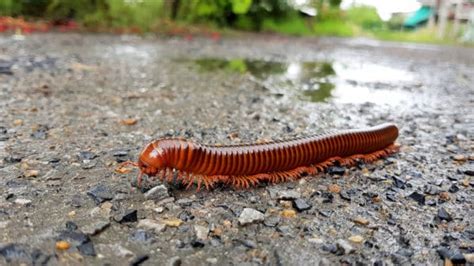 Are Millipedes Helpful or Harmful? | Millipede Prevention