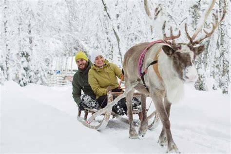 Levi: Lapland Reindeer Safari | GetYourGuide