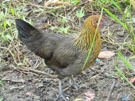 Philippine Native Chicken | BackYard Chickens - Learn How to Raise Chickens