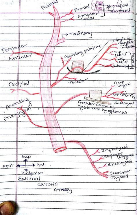 Medicowesome: External Carotid Artery branches mnemonic