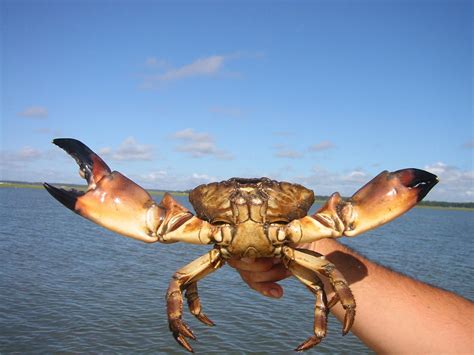 Invertebrates - Everglades National Park