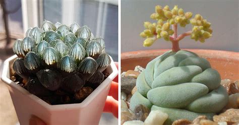 30 Types Of Succulents That Look Like Something Out Of This World | Bored Panda