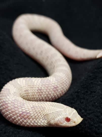 13 Incredible Hognose Snake Morphs (With Pictures)