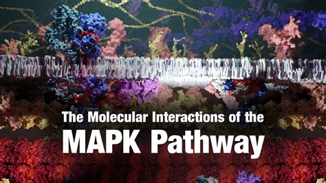 MAP Kinase Signaling – Ribosome Studio (2020) | Natural History Nature ...