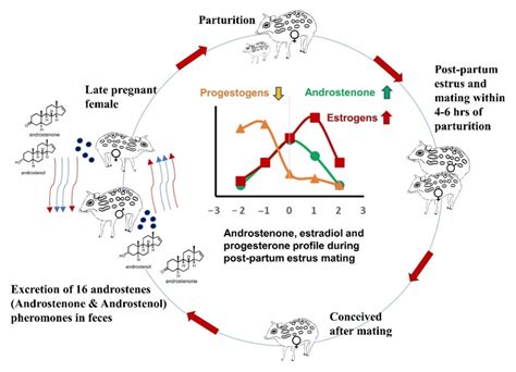 The graphical representation of a model how androstenone... | Download Scientific Diagram