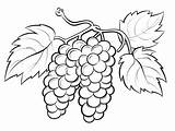 Grapes Anggur Mewarnai Weintrauben Uvas Kolorowanki Fiano Vitigno Daun  sketch template