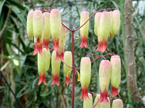 Kalanchoe pinnata – Múltiples propiedades medicinales. | Garden ...