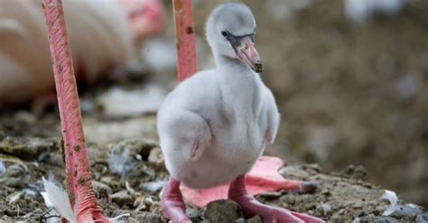 What’s a Baby Flamingo Called? + 4 More Amazing Facts! - IMP WORLD