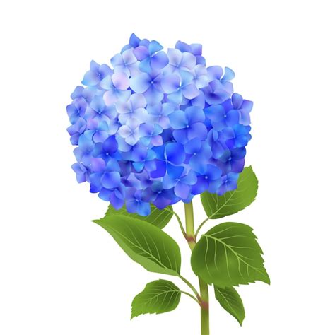 Blue hydrangea isolated | Free Vector