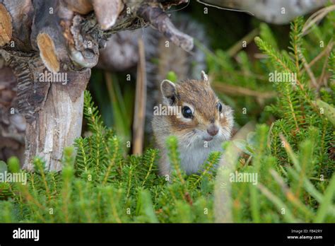 Chipmunks. Wildlife of the northern part of Sakhalin Island, Russia. Landscapes, seascapes ...